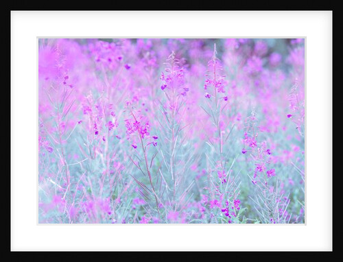 Chamaenerion flowers by Assaf Frank